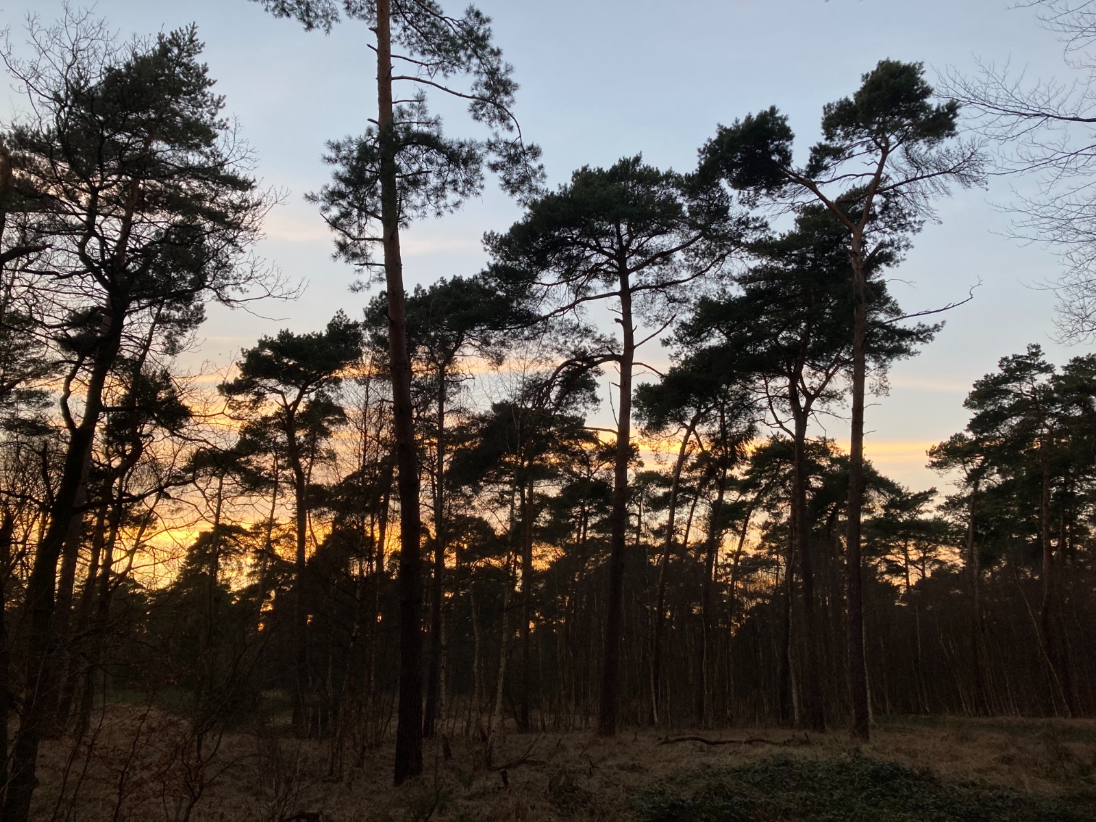 Kalmthoutse Heide